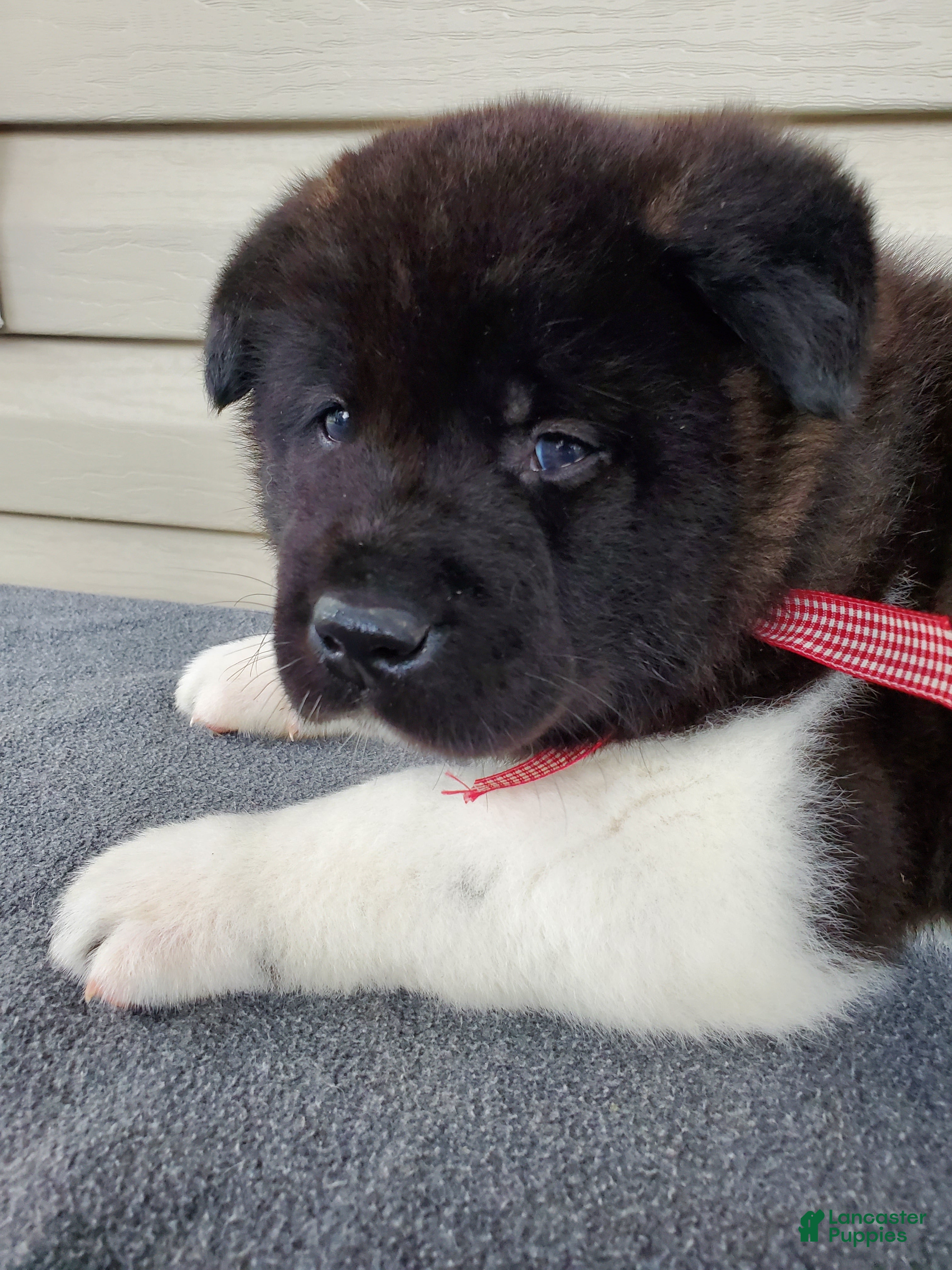 Akita dogs Solomon - Ad 2