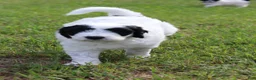 Bordoodle dogs for sale: Iris - Ad 4
