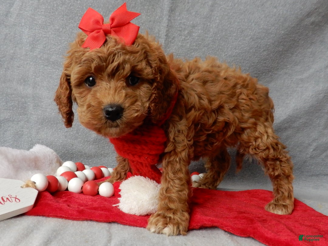 Cavapoo dogs for sale: Ginger - Ad 2