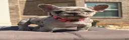 French Bulldog dogs for sale: Freeza  - Ad 11