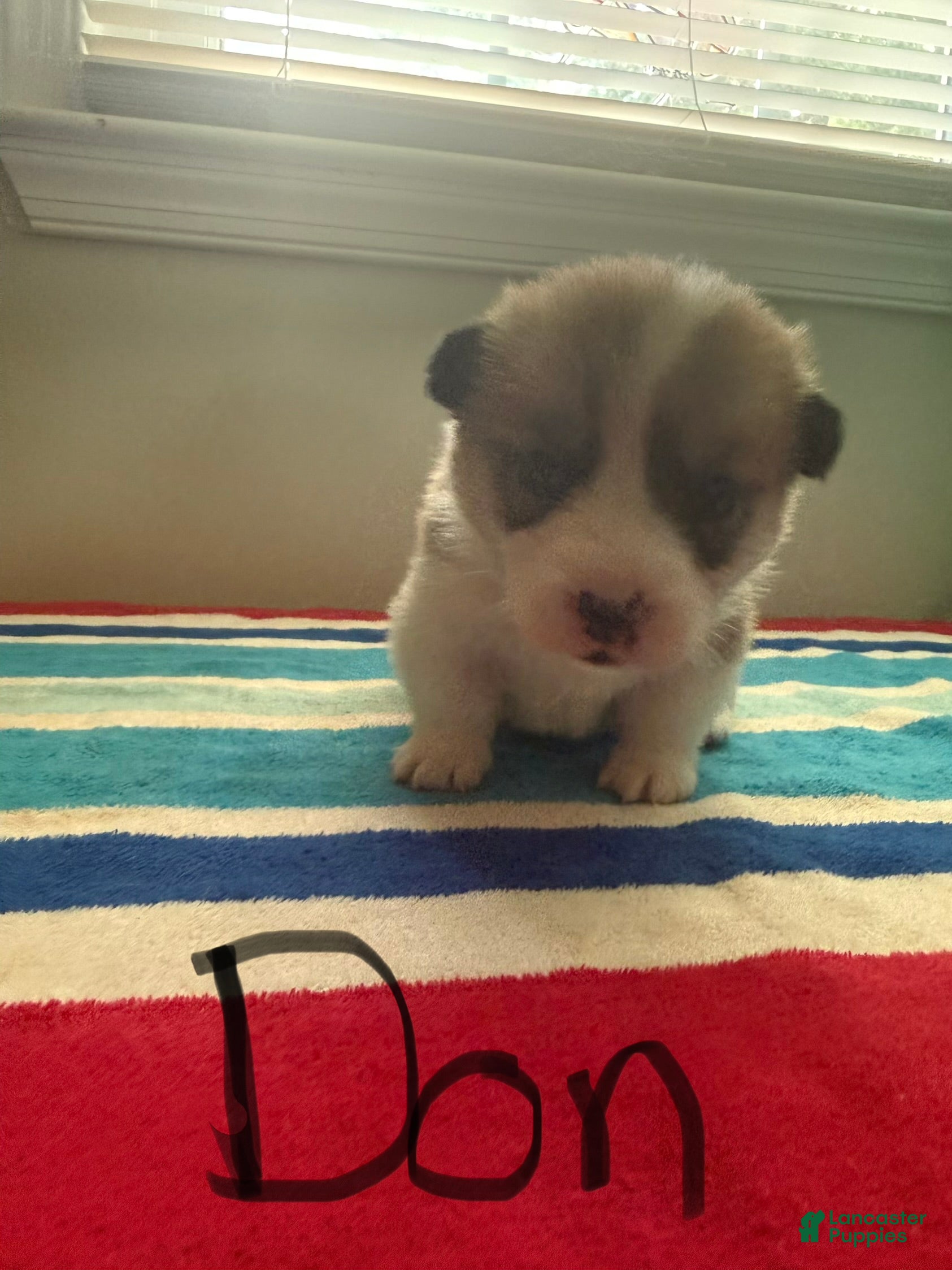 Welsh Corgi Pembroke dogs Don - Ad 22