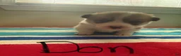 Welsh Corgi Pembroke dogs for sale: Don - Ad 3