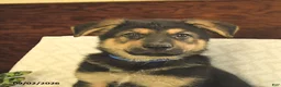 German Shepherd dogs for sale: Maverick - Ad 4