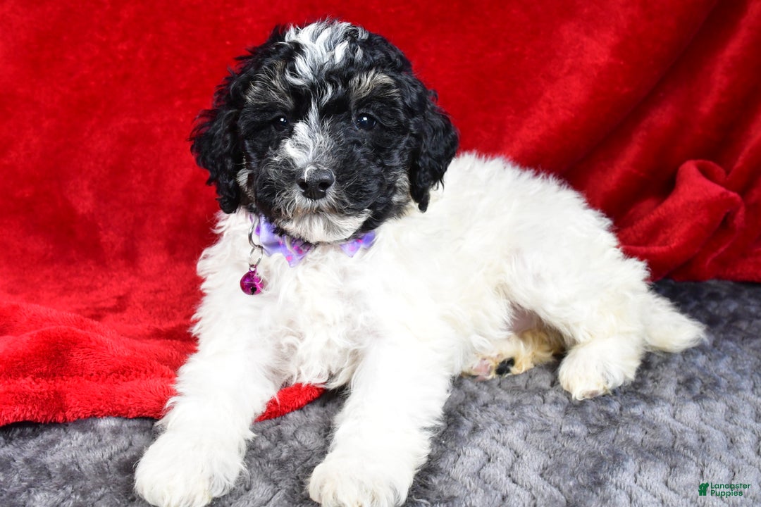 Miniature Poodle dogs for sale: Ernest - Ad 2