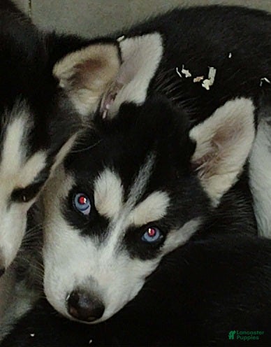 Siberian Husky dogs for sale: Rarity - Ad 1