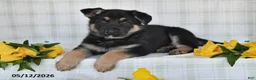 German Shepherd dogs for sale: Nicki - Ad 4
