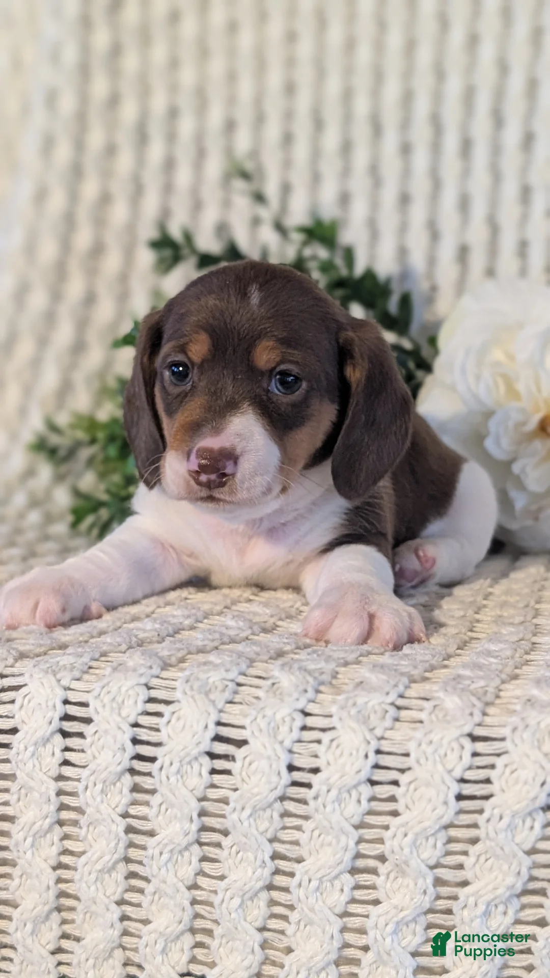 Miniature Dachshund dogs for sale: Ziggy - Ad 9