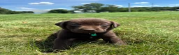 Labrador Retriever dogs for sale: Mable - Ad 4