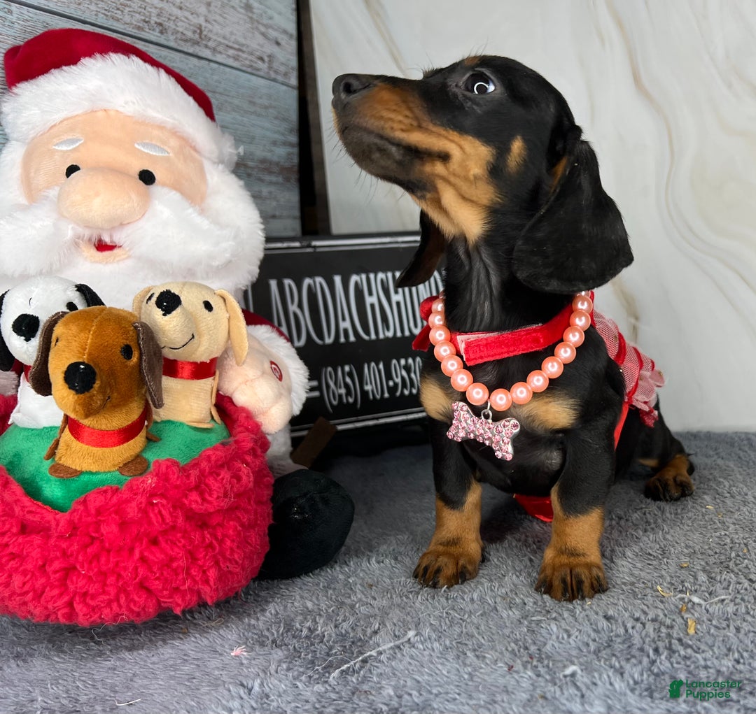 Miniature Dachshund dogs for sale: AKC Champion import - Ad 13