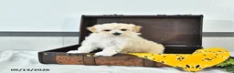 Maltipoo dogs for sale: Silas - Ad 4