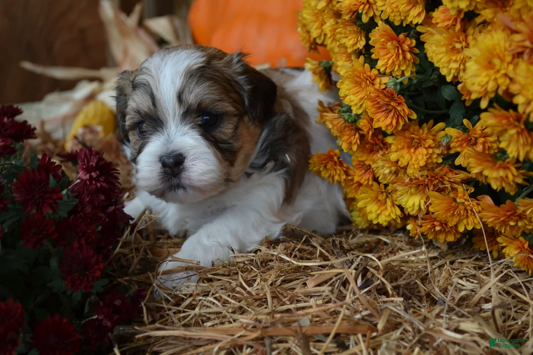 Malshi dogs for sale: Scotty - Ad 2