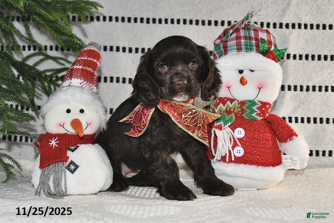 Cocker Spaniel dogs for sale: Holly - Ad 1