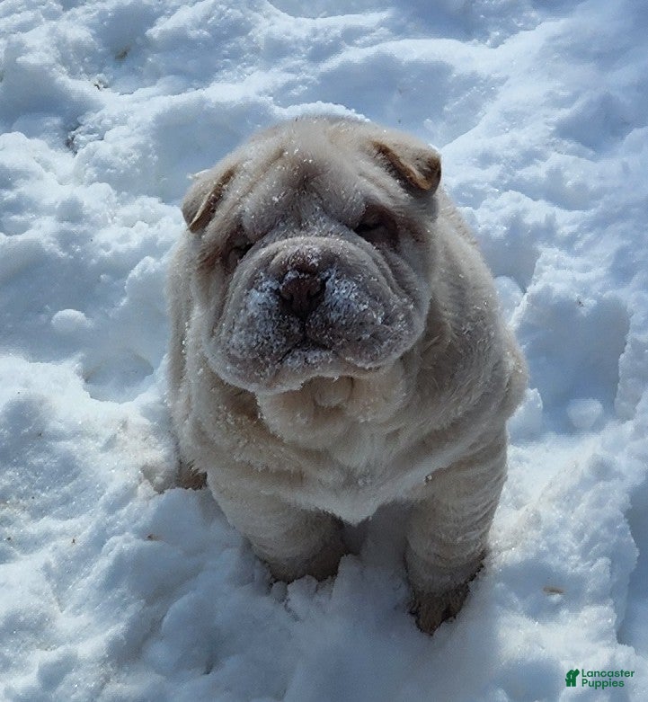Shar Pei dogs Blizzard mini - Ad 3