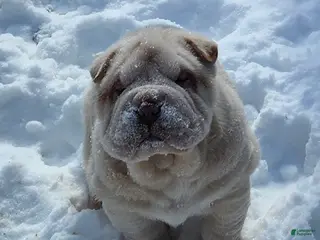 Shar Pei dogs Blizzard mini - Ad 3