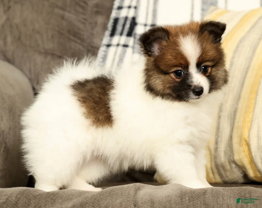Pomeranian dogs for sale: Molly - Ad 2