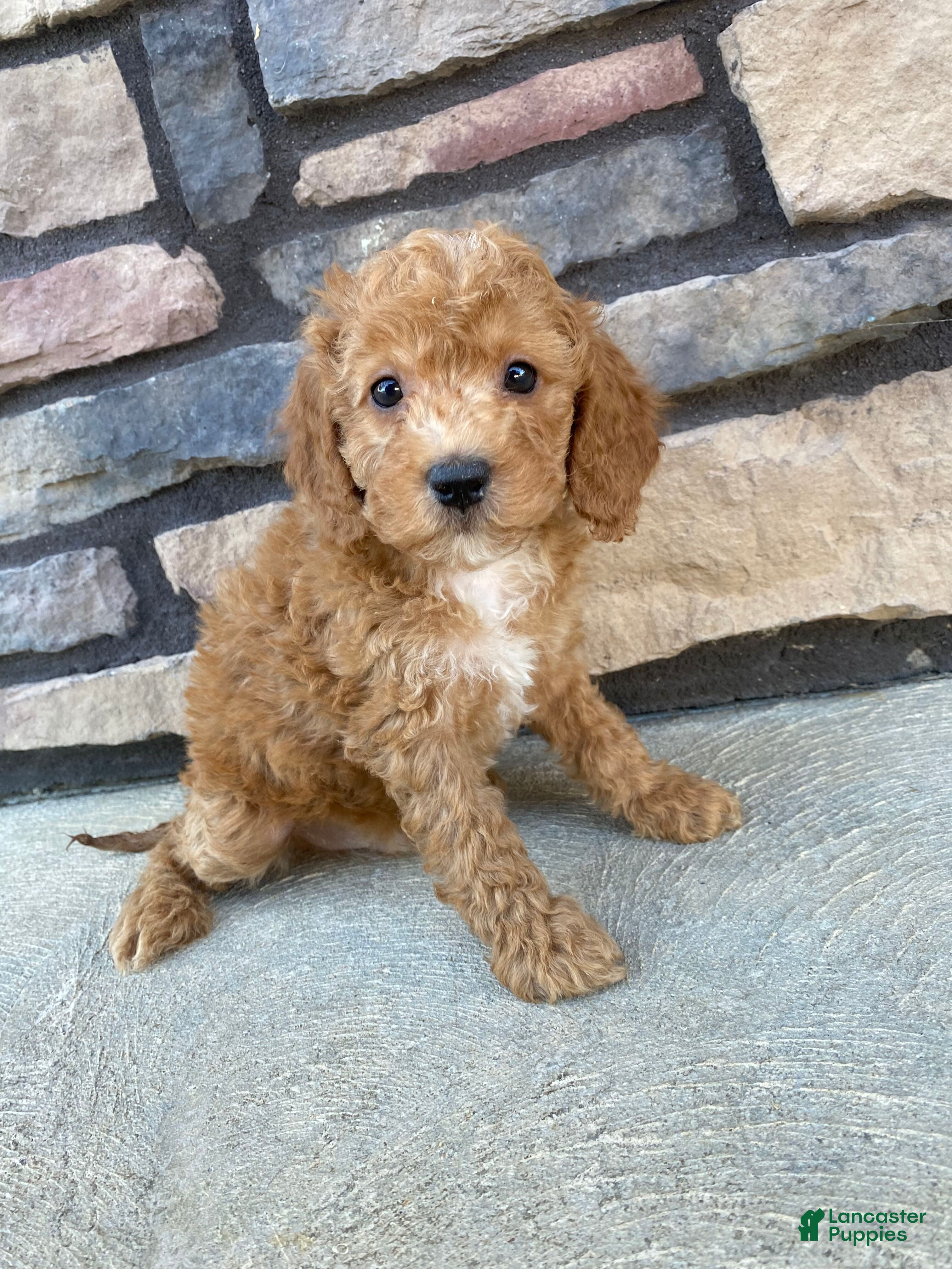 Pomeranian Logan Paul Kong Breed Logan Paul Dog Kong Breed Online