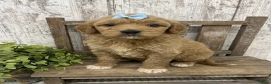 Goldendoodle 2