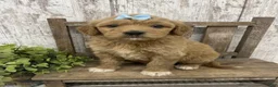 Goldendoodle dogs for sale: Goldendoodle 2 - Ad 1