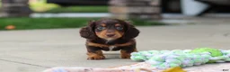 Miniature Dachshund dogs for sale: Lennon - Ad 7