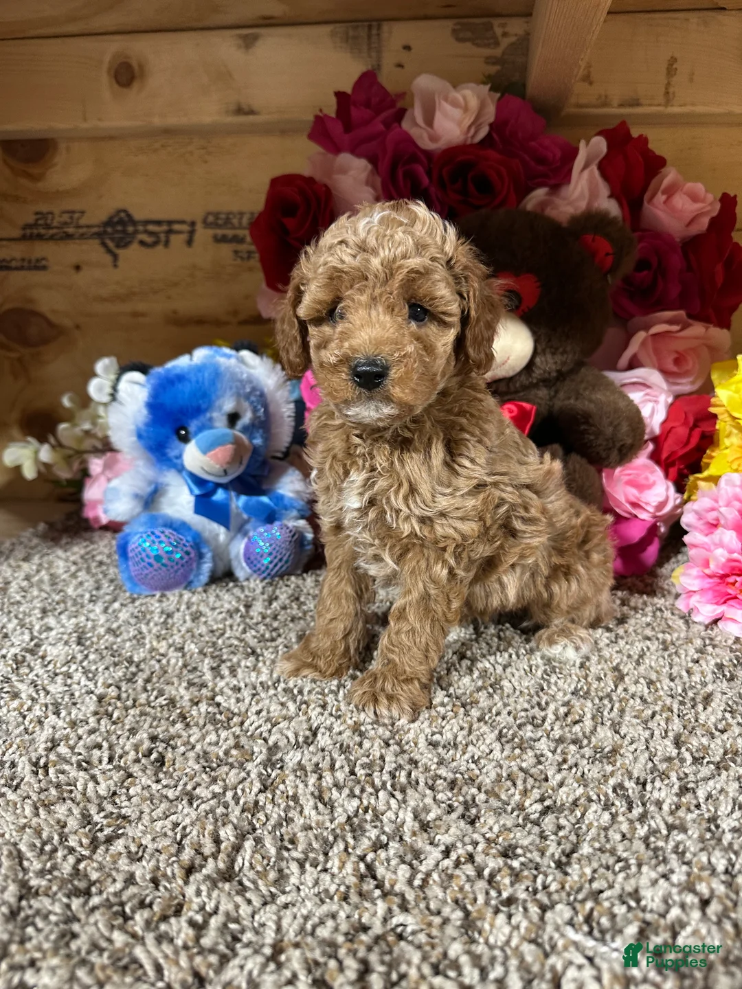 Toy Poodle dogs for sale: Toy Poodle Puppy 3 - Ad 4