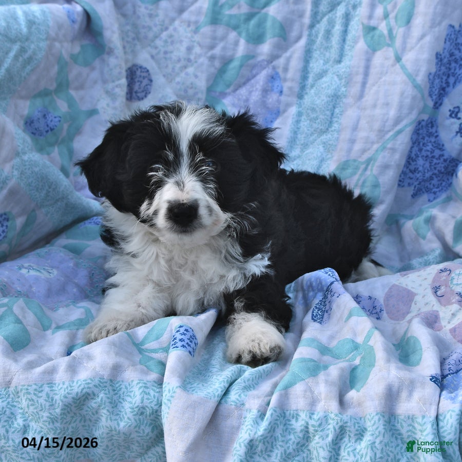Mini Aussiedoodle dogs Marley - Ad 2