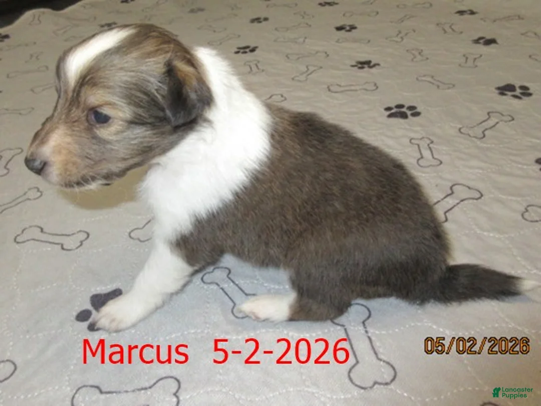 Shetland Sheepdog dogs for sale: Marcus Male - Ad 1