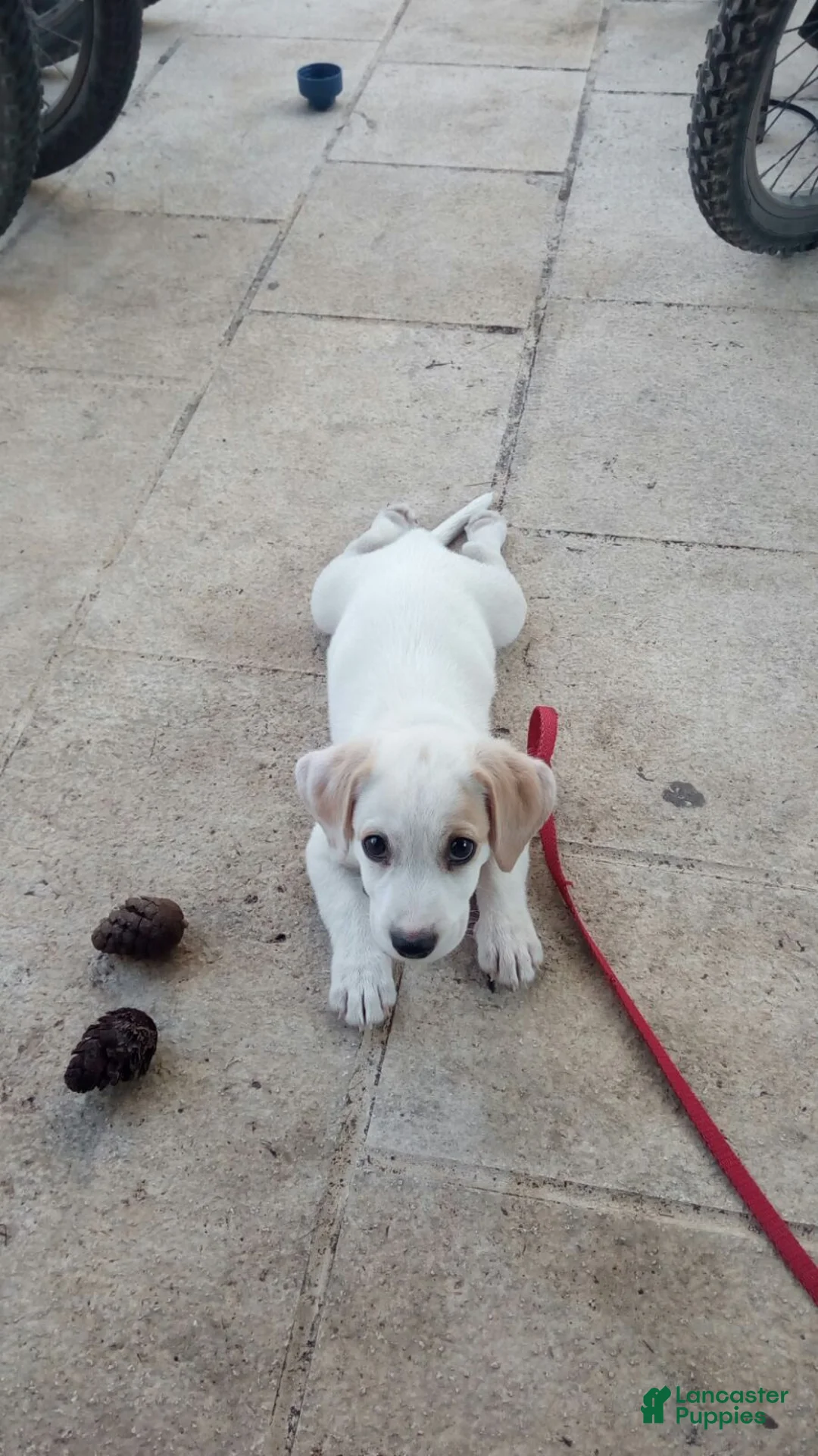 Mixed Breed dogs for sale: Paco - Ad 2