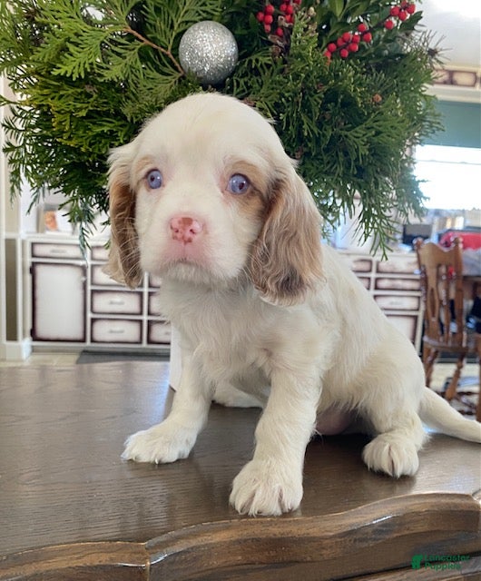 Cavalier King Charles Spaniel dogs Jingle - genetic clear parents - Ad 39