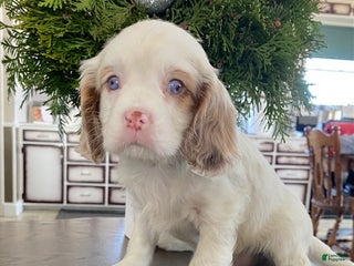 Cavalier King Charles Spaniel dogs Jingle - genetic clear parents - Ad 39