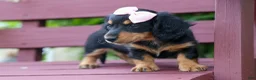 Miniature Dachshund dogs for sale: Tessa 💞 - Ad 14