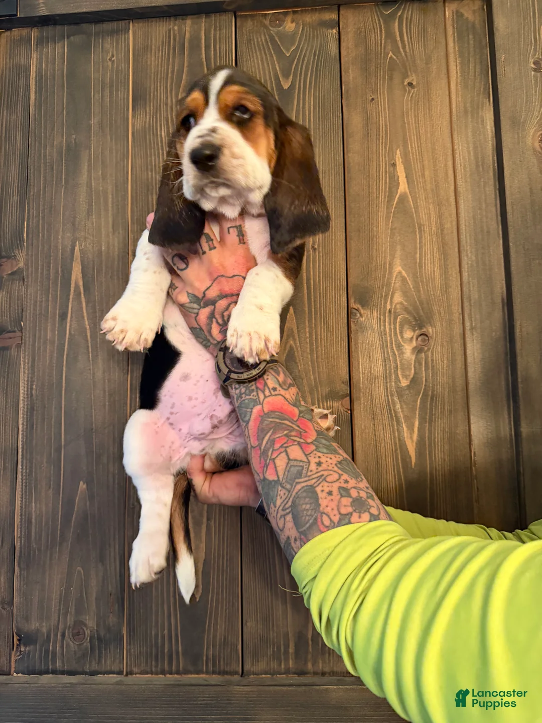 Basset Hound dogs for sale: Cash - Ad 2