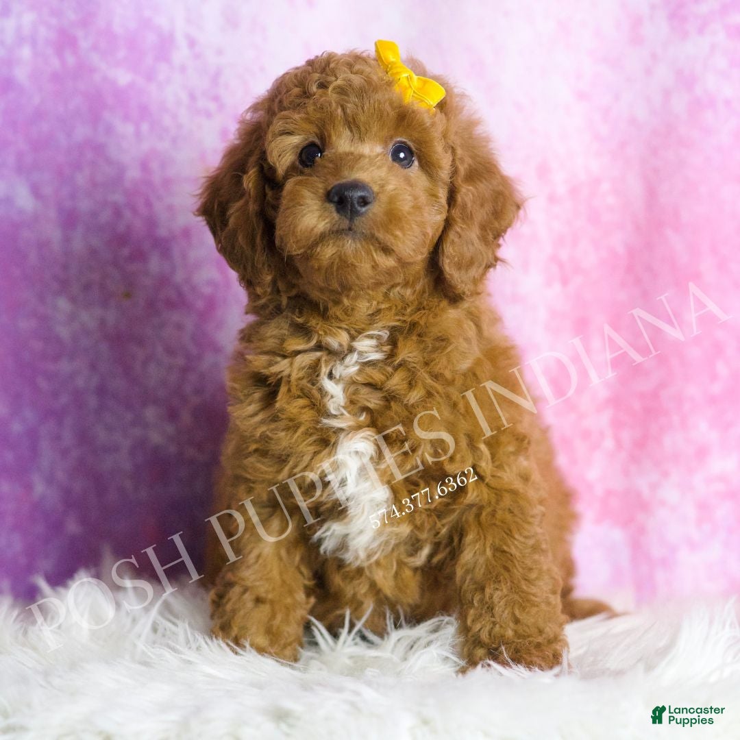 Mini Goldendoodle dogs Dodger - Ad 41