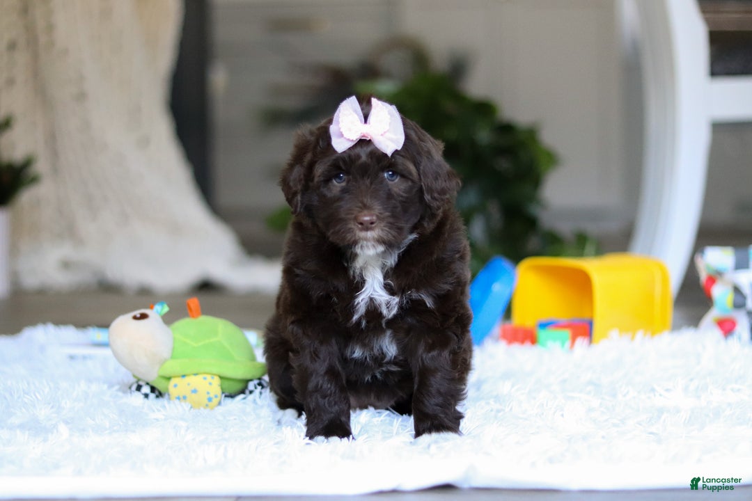Portuguese Water Dog dogs for sale: Miley - Ad 1