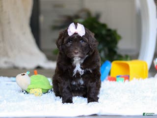 Portuguese Water Dog dogs Miley - Ad 2