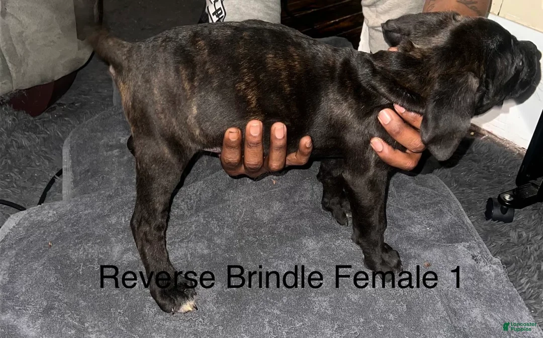 Cane Corso dogs for sale: Cane Corso Puppy 1 - Ad 2