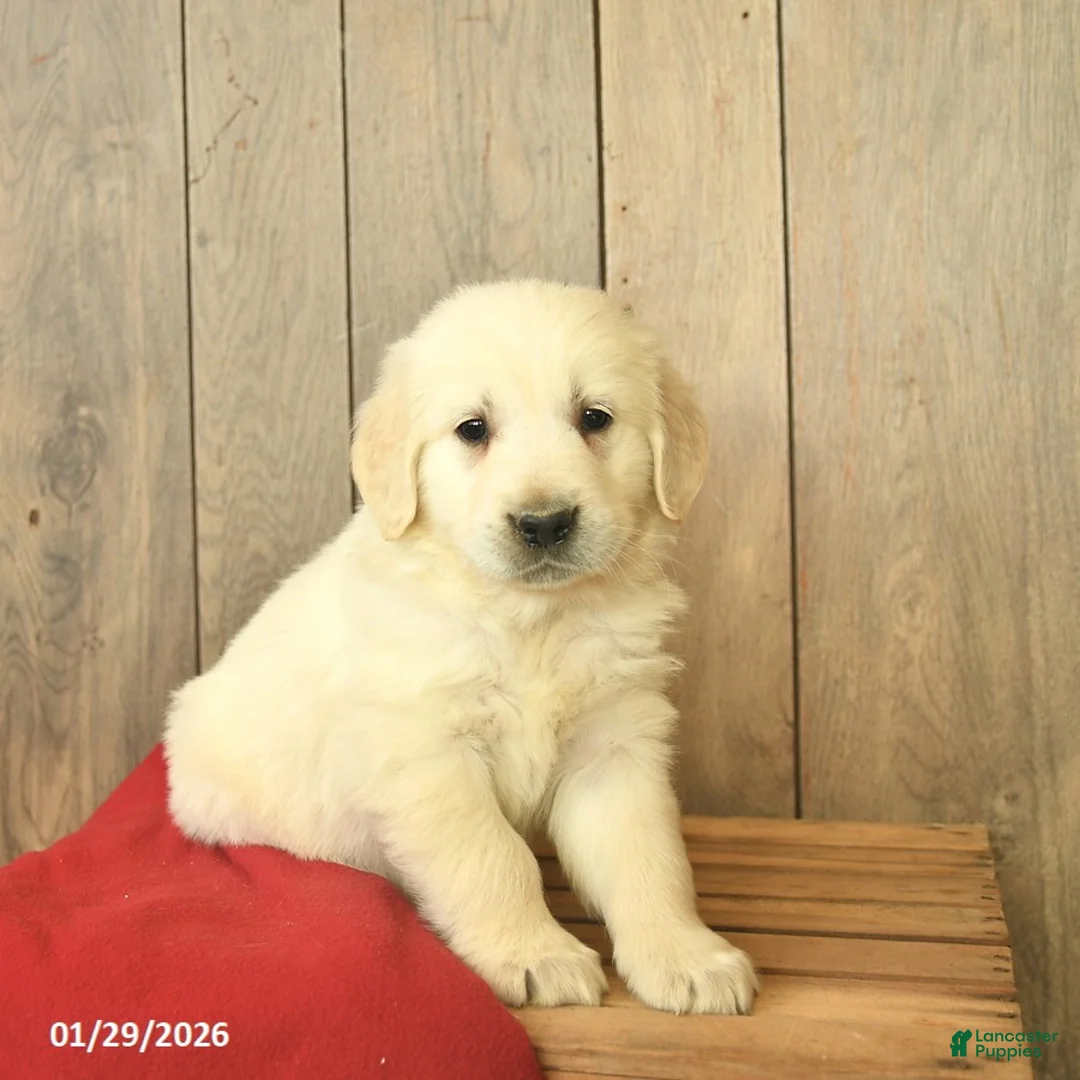 Golden Retriever dogs for sale: Gilbert  - Ad 3
