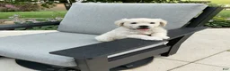 Golden Retriever dogs for sale: Jane - Ad 3
