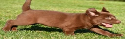 Labrador Retriever dogs for sale: Mira - Ad 5
