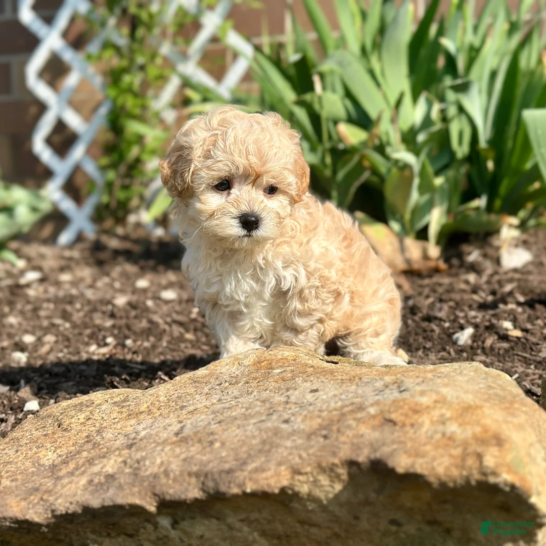 Maltipoo dogs for sale: Charlie - Ad 2