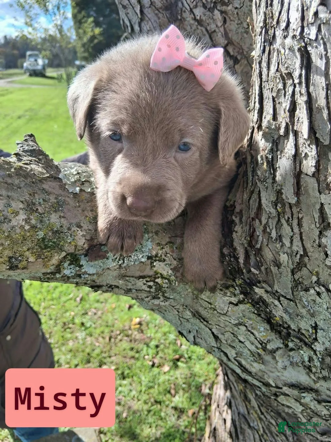 Labrador Retriever dogs for sale: Misty - Ad 1