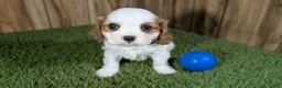 Cavalier King Charles Spaniel dogs for sale: Carmella Boy 1 - Ad 2