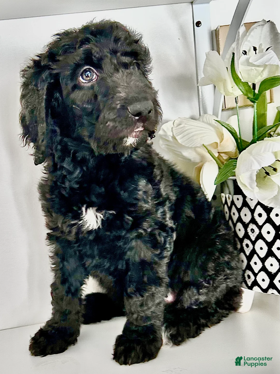 Goldendoodle dogs for sale: Zoe - Ad 2