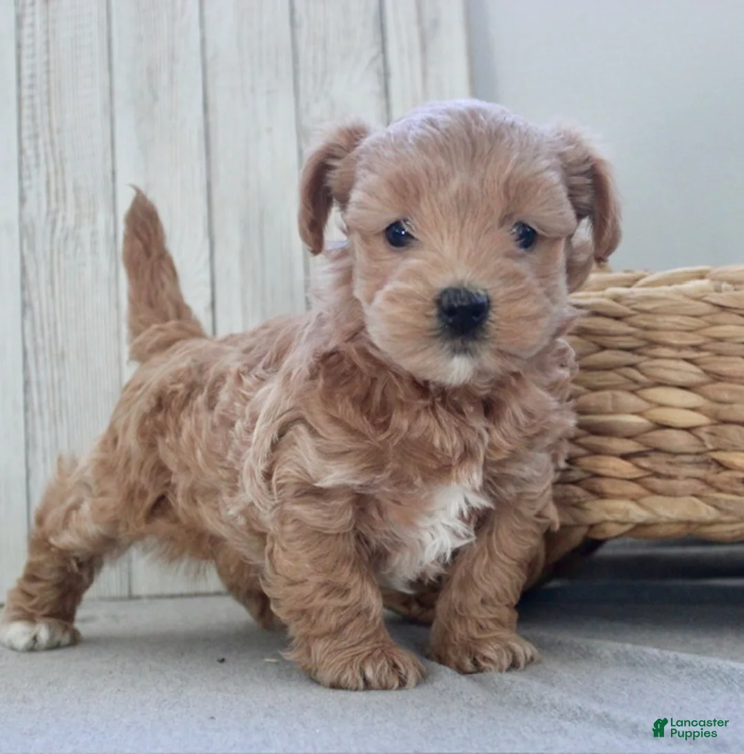 Maltipoo dogs for sale: Mia - Ad 4
