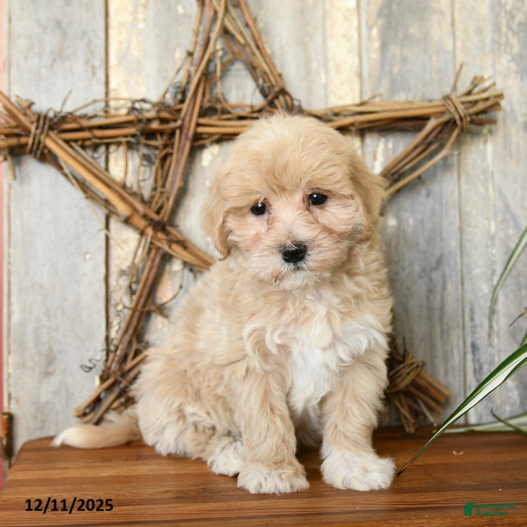 Maltipoo dogs for sale: Hope - Ad 1