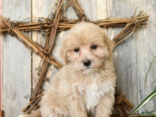 Maltipoo dogs Hope - Ad 29