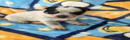 Australian Cattle Dog dogs for sale: Australian Cattle Dog Puppy 2 - Ad 5