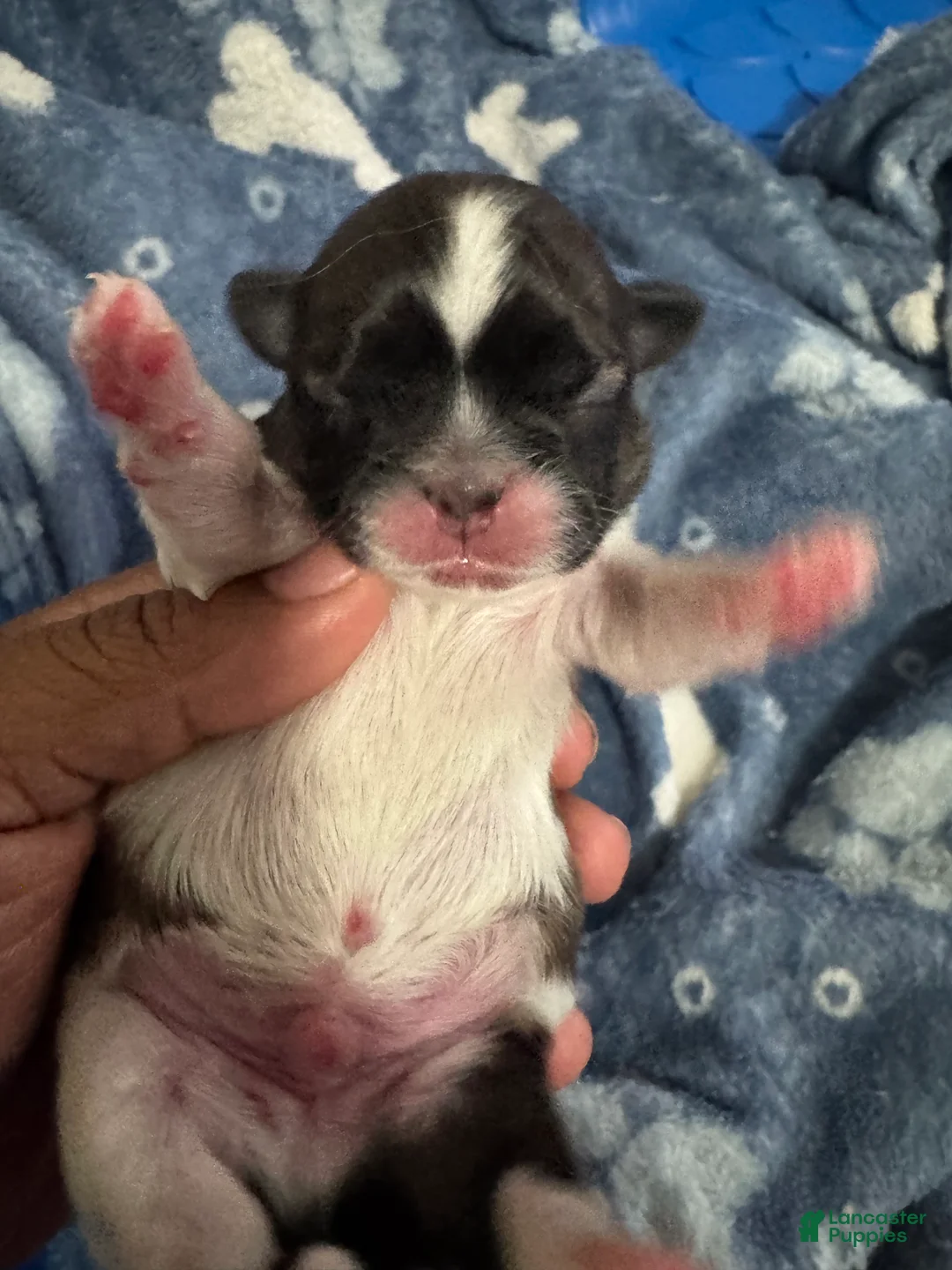 Shih Tzu dogs for sale: JAX - Ad 1