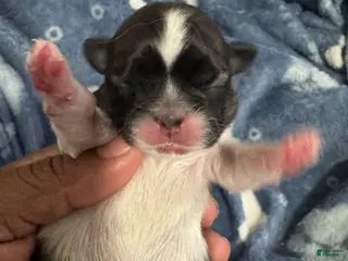 Shih Tzu dogs JAX - Ad 6