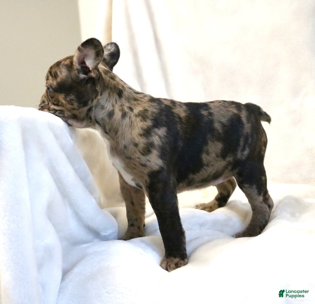 Frenchton dogs for sale: Caylee - Ad 13