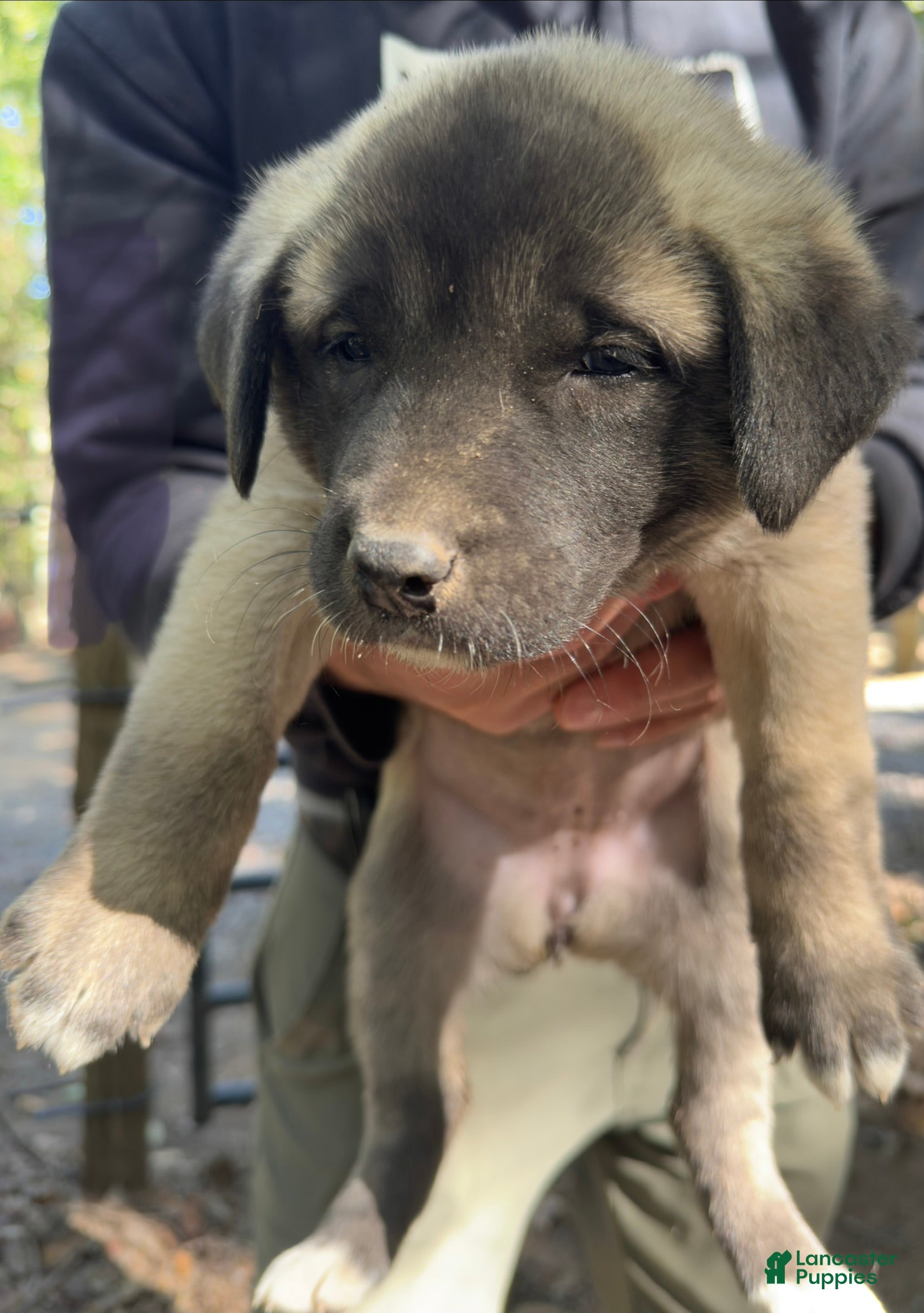 Mixed Breed dogs Anatolian/ Kangal- Gray - Ad 1